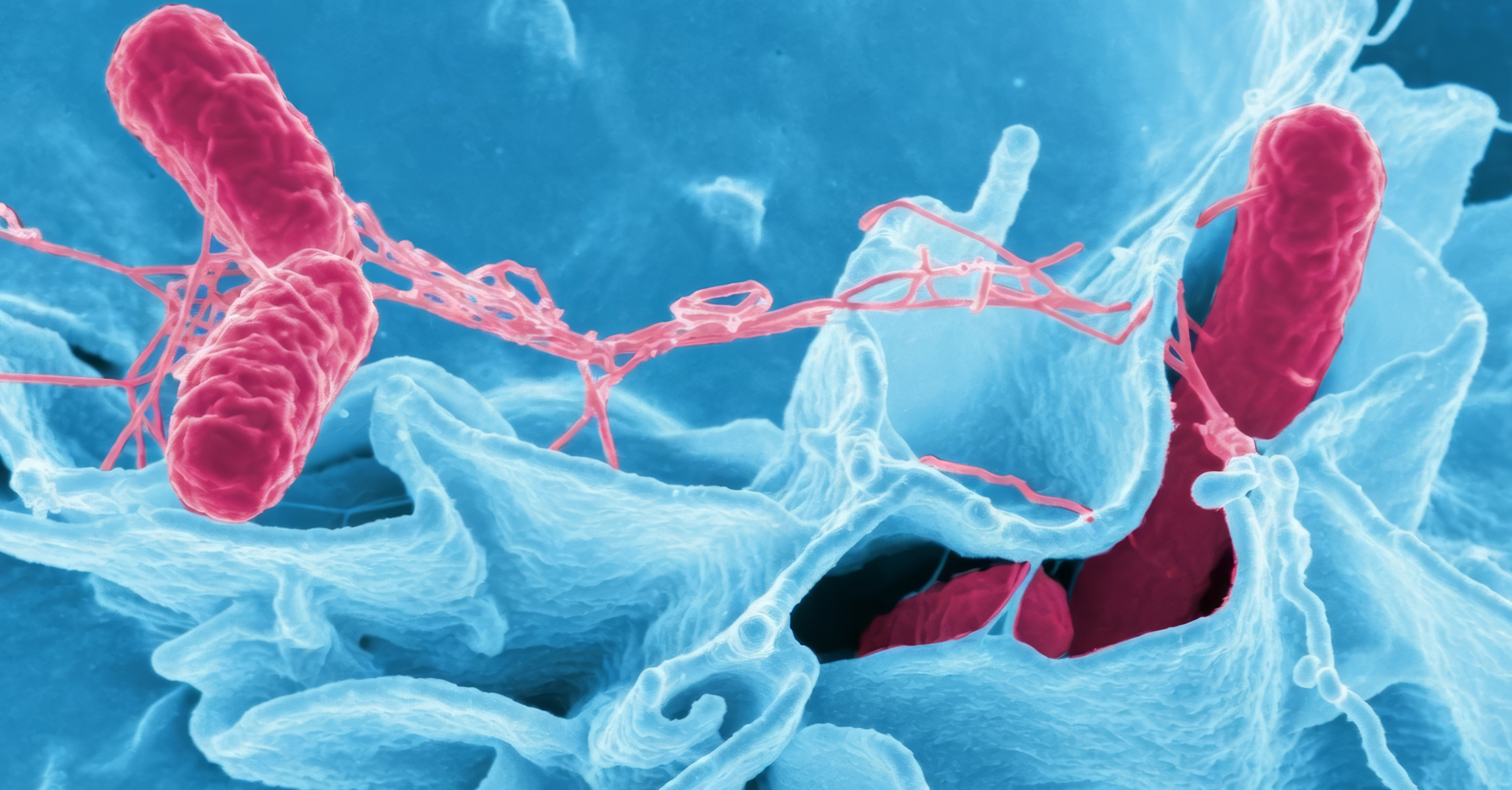 Бактеріофаг W5, виділений зі стічних вод та відходів, — нова зброя проти сальмонели